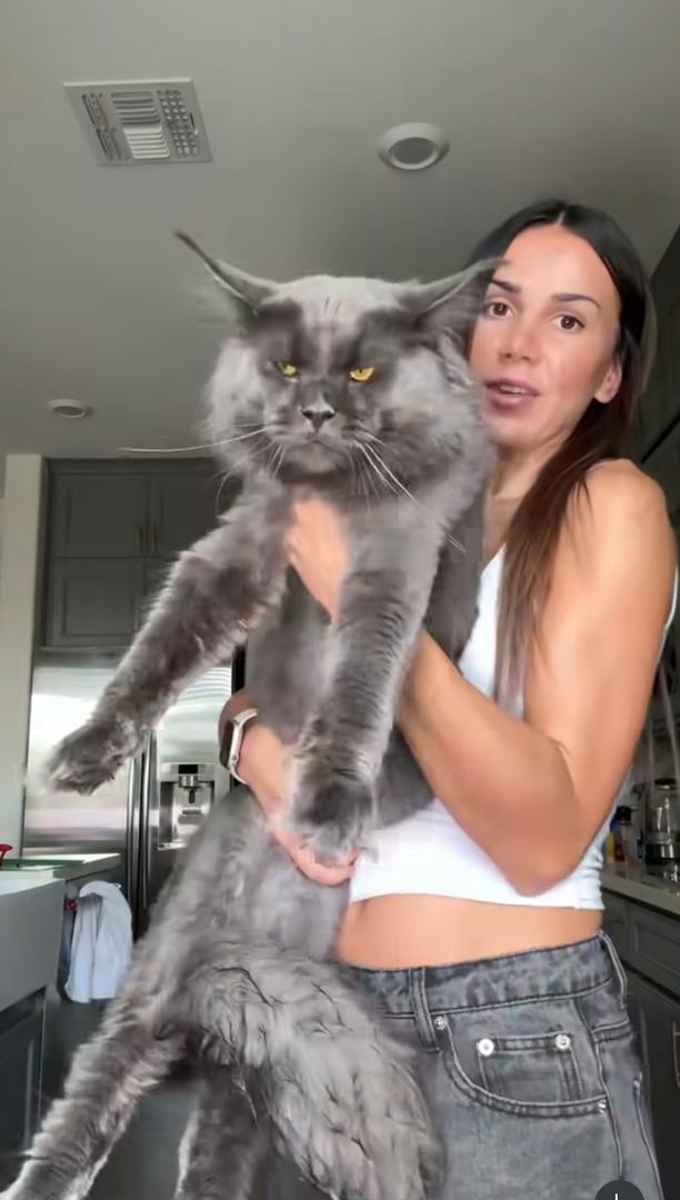 Breeder holding a large grey Maine Coon cat