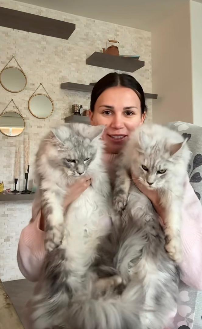 Breeder holding two Maine Coon kittens