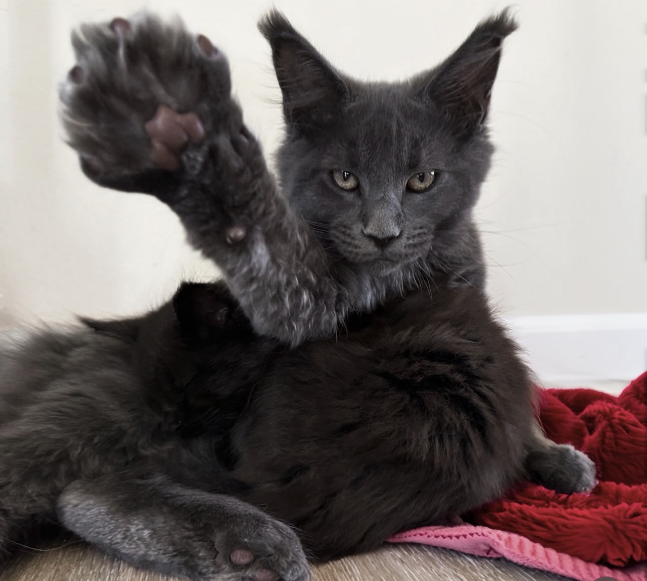 A large Maine Coon cat exploring the outdoors