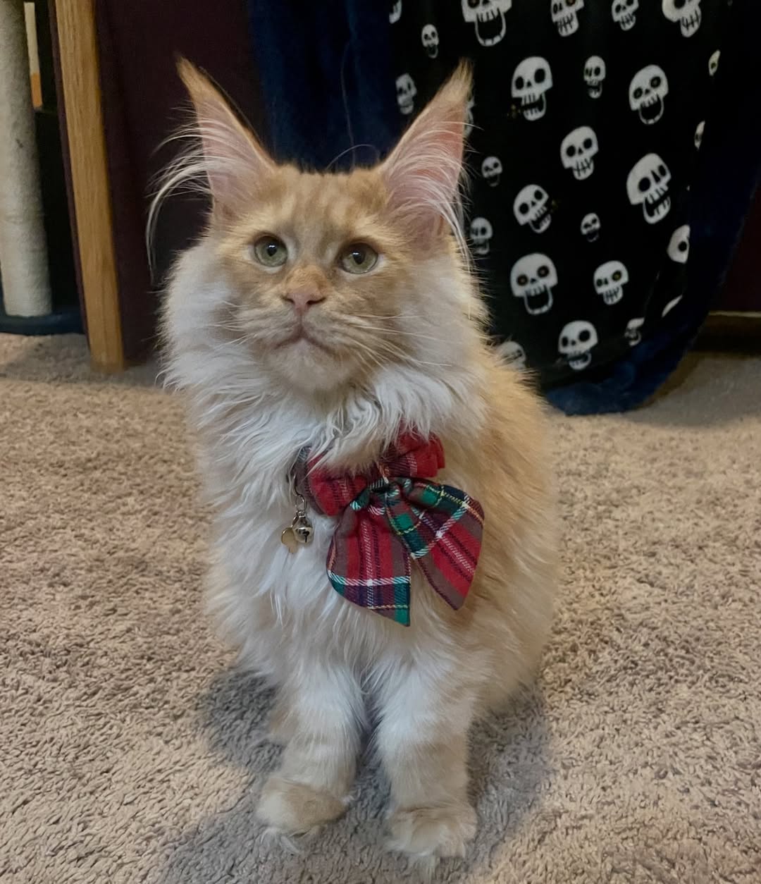 Close-up portrait of a beautiful Maine Coon cat